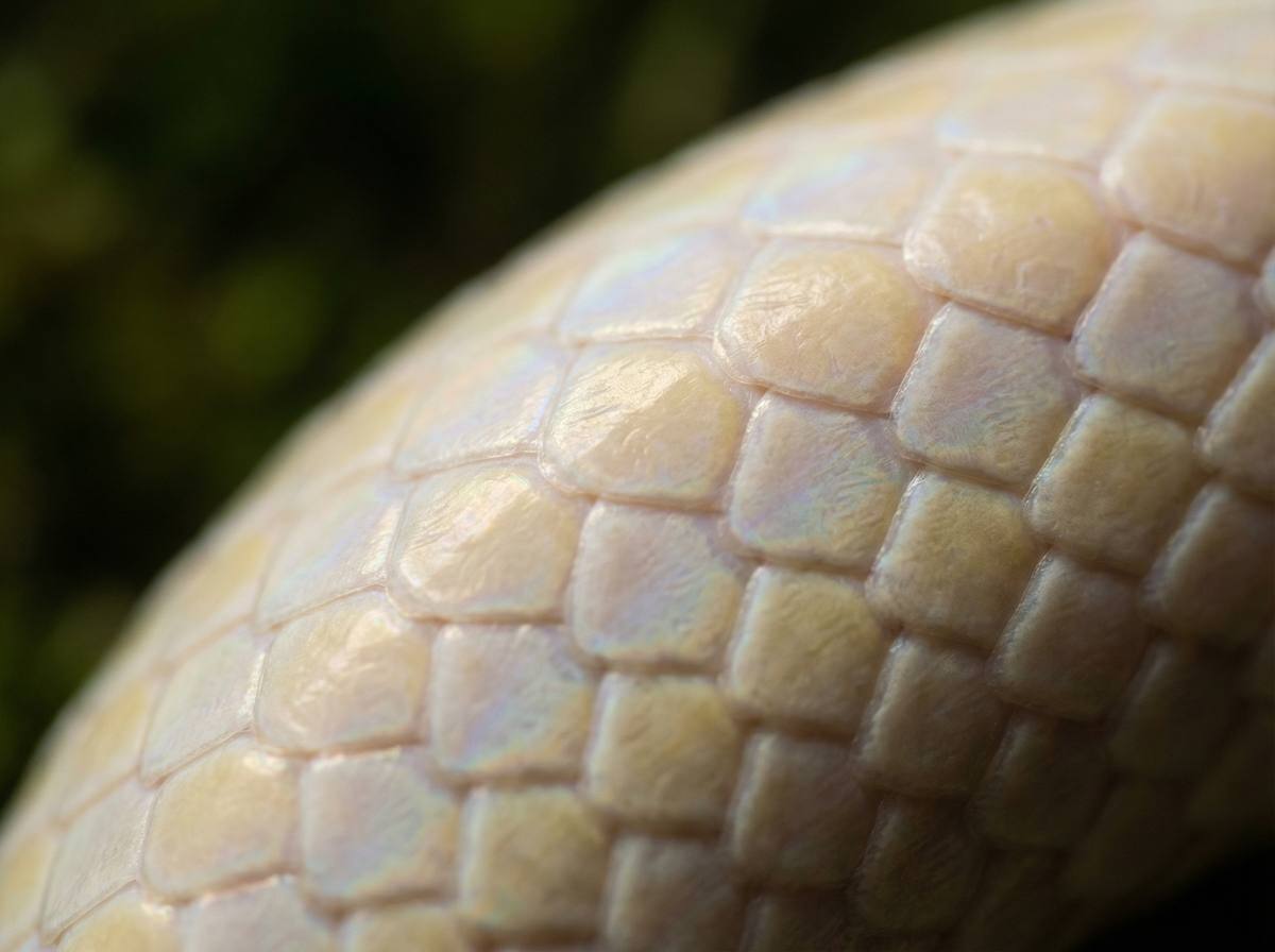 51动漫蟒蛇微距视频 - 蟒蛇鳞片微距摄影技巧分享